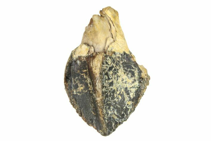 Unworn Triceratops Tooth - Wyoming #299761